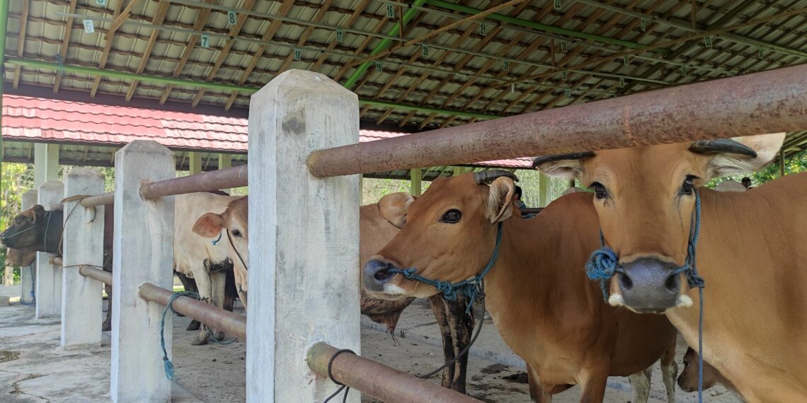 Tabalong Larang Datangkan Ternak dari Daerah Outbreak PMK