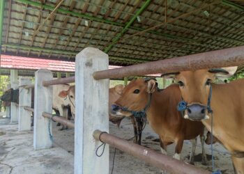 Tabalong Larang Datangkan Ternak dari Daerah Outbreak PMK