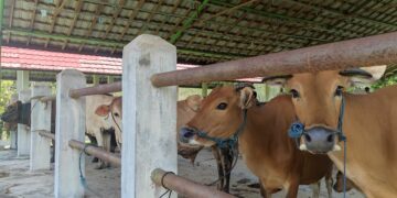 Tabalong Larang Datangkan Ternak dari Daerah Outbreak PMK