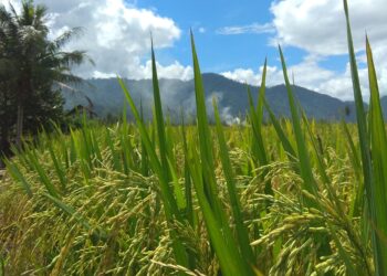 Program “Bela Tani”, Cara Pemerintah Tabalong Sejahterakan Para Petani