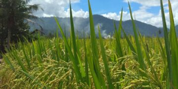Program “Bela Tani”, Cara Pemerintah Tabalong Sejahterakan Para Petani