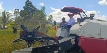 Serentak 14 Provinsi, Bupati Tabalong Panen Padi di Upau