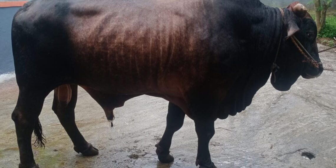 “Si Tole” Sapi Berbobot 850 Kilo Pilihan Presiden RI untuk Hewan Kurban di Tabalong