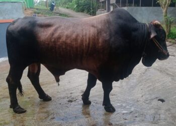 “Si Tole” Sapi Berbobot 850 Kilo Pilihan Presiden RI untuk Hewan Kurban di Tabalong