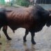 “Si Tole” Sapi Berbobot 850 Kilo Pilihan Presiden RI untuk Hewan Kurban di Tabalong