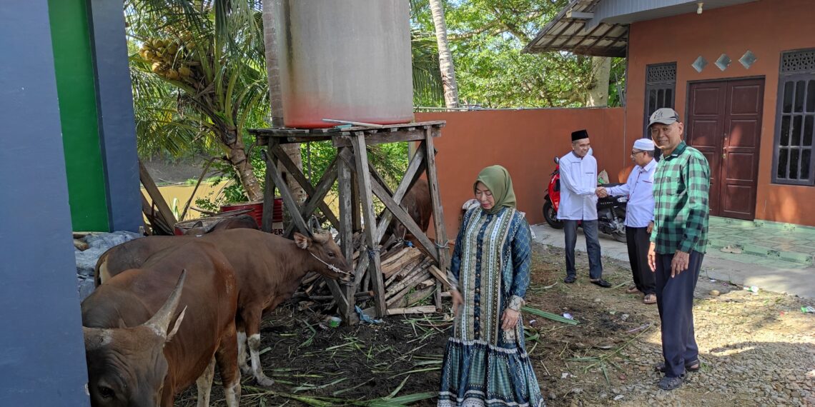 H Marlan Salurkan 7 Sapi Qurban Pada Masyarakat