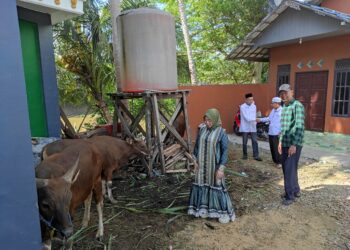 H Marlan Salurkan 7 Sapi Qurban Pada Masyarakat