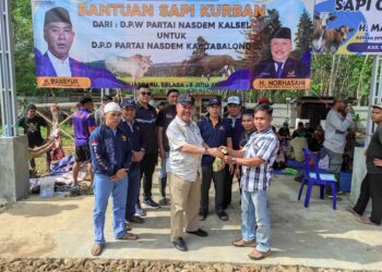 H Norhasani Bagikan 11 Sapi & 1 Kambing Kurban untuk Warga Tabalong