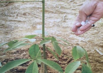 Komoditi Karet tidak Dapat “Jatah” Pupuk Bersubsidi