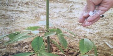 Komoditi Karet tidak Dapat “Jatah” Pupuk Bersubsidi