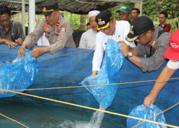 Tahan Laju Inflasi, Warga Pugaan Budidaya Ikan Haruan