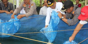 Tahan Laju Inflasi, Warga Pugaan Budidaya Ikan Haruan