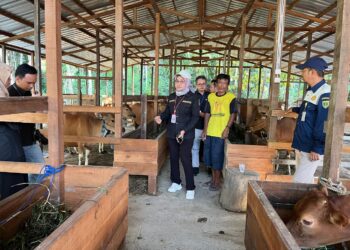 Kembangkan Usaha Peternakan, Disbunnak Tabalong Gencarkan Kandang Komunal Terintegrasi