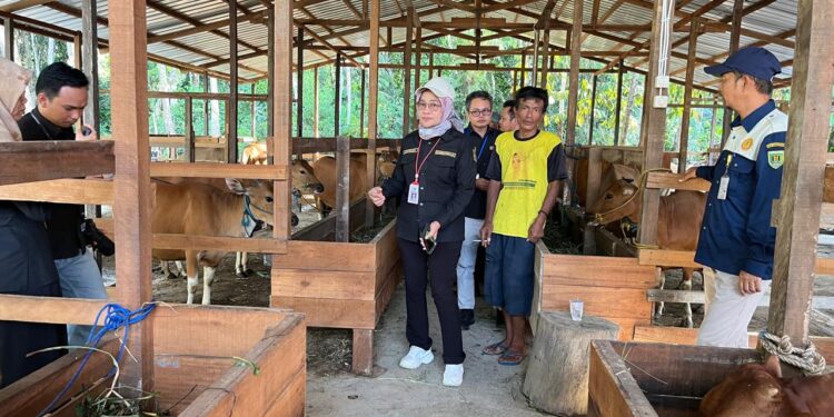 Kembangkan Usaha Peternakan, Disbunnak Tabalong Gencarkan Kandang Komunal Terintegrasi