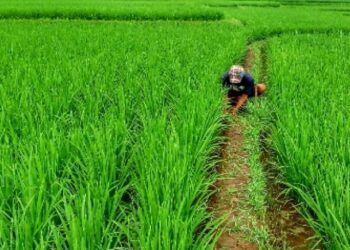 Tabalong Kekurangan PPL