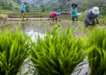 Tahun Ini Tabalong Bakal Cetak Ratusan Hektar Sawah