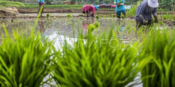 Tahun Ini Tabalong Bakal Cetak Ratusan Hektar Sawah