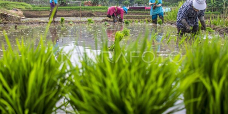 Tahun Ini Tabalong Bakal Cetak Ratusan Hektar Sawah