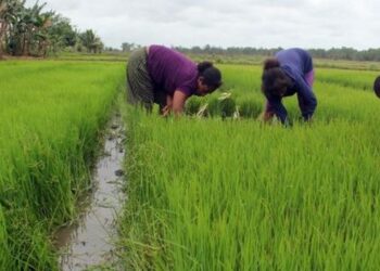 Komisi ll DPRD Tabalong Soroti Jumlah PPL yang Masih Kurang