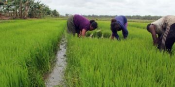 Komisi ll DPRD Tabalong Soroti Jumlah PPL yang Masih Kurang