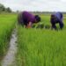 Komisi ll DPRD Tabalong Soroti Jumlah PPL yang Masih Kurang