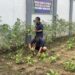 Kebun SAE Sumbang Gizi Sehat untuk Menu Harian Napi