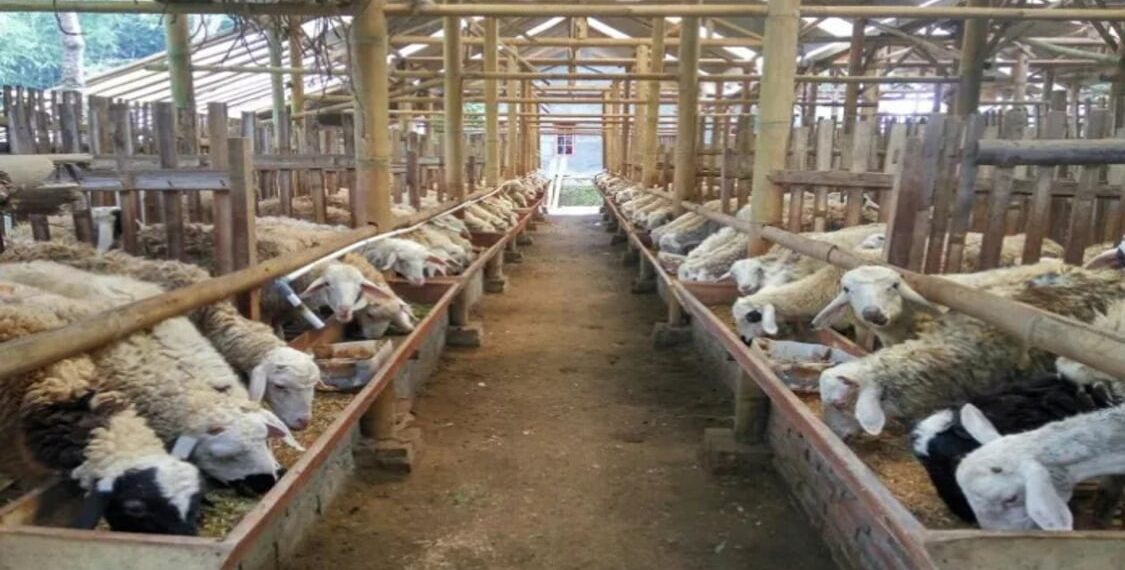 Telur, Sapi, hingga Kambing Datang dari Luar, Disbunnak Buka-bukaan Potensi Raksasa Pertanian Tabalong