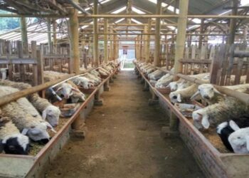 Telur, Sapi, hingga Kambing Datang dari Luar, Disbunnak Buka-bukaan Potensi Raksasa Pertanian Tabalong