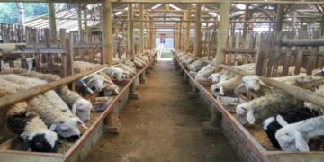 Telur, Sapi, hingga Kambing Datang dari Luar, Disbunnak Buka-bukaan Potensi Raksasa Pertanian Tabalong