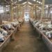 Telur, Sapi, hingga Kambing Datang dari Luar, Disbunnak Buka-bukaan Potensi Raksasa Pertanian Tabalong