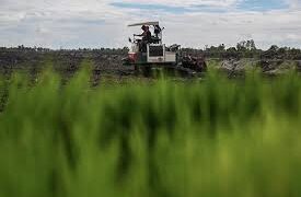 2025 Tabalong Berhasil Cetak Lebih 100 Ha Sawah