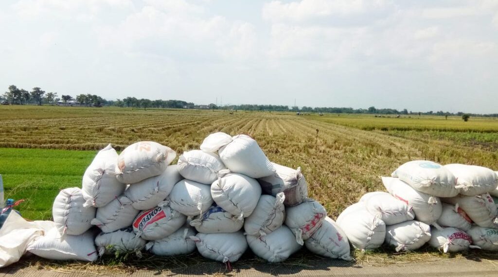 Produksi Beras Tabalong Tahun 2025 Naik 41.475,05 Ton