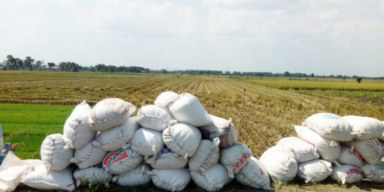 Produksi Beras Tabalong Tahun 2025 Naik 41.475,05 Ton