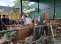 H Marlan Bagikan 17 Ekor Sapi Qurban ke 12 Kecamatan di Tabalong