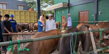 H Marlan Bagikan 17 Ekor Sapi Qurban ke 12 Kecamatan di Tabalong
