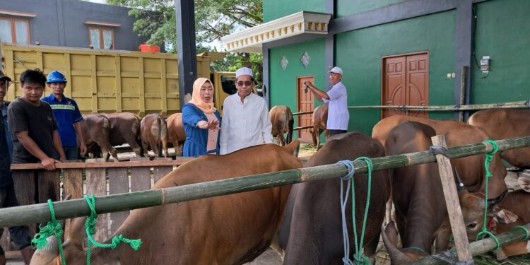H Marlan Bagikan 17 Ekor Sapi Qurban ke 12 Kecamatan di Tabalong