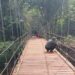 Sukseskan Program “Jalan dan Jembatan Mantap”, Dinas PUPR Tabalong Rampungkan Rehab 25 Jembatan